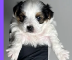Small Photo #1 YorkiePoo Puppy For Sale in NORFOLK, VA, USA