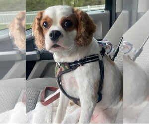 Cavalier King Charles Spaniel Dog for Adoption in LEXINGTON, Michigan USA
