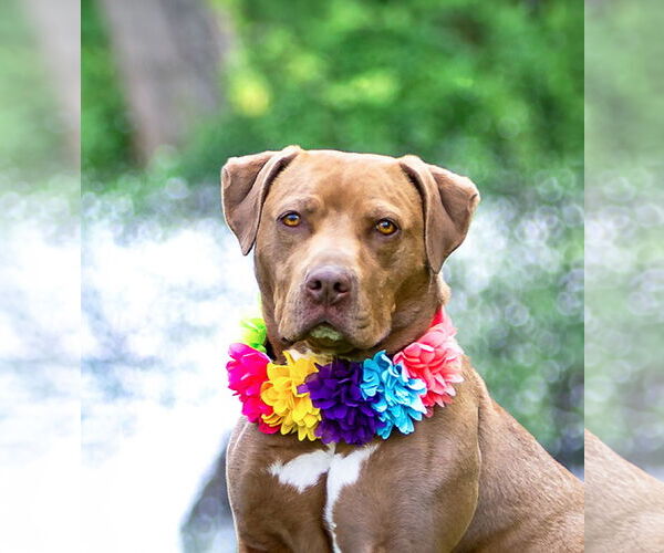 Medium Photo #2 Mutt Puppy For Sale in Unionville, PA, USA