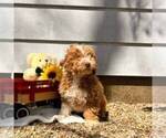 Small #3 Cavapoo