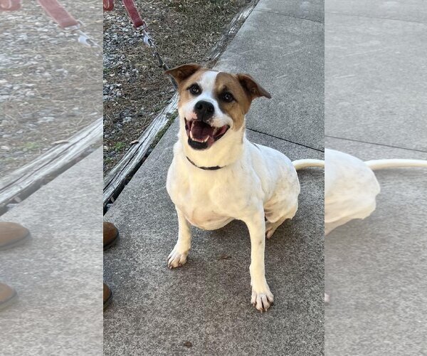 Medium Photo #2 Mutt Puppy For Sale in Staley, NC, USA