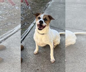 James - Male Mutt Dog for Adoption - Photo #2