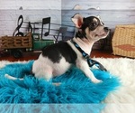 Small #3 Chihuahua