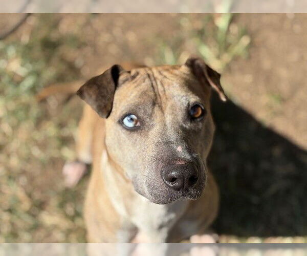 Medium Photo #1 American Pit Bull Terrier-Unknown Mix Puppy For Sale in Tulsa, OK, USA