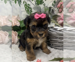Small Photo #25 Shorkie Tzu Puppy For Sale in SELLERSBURG, IN, USA