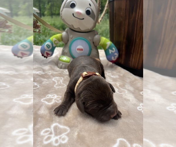 Medium Photo #5 Labrador Retriever Puppy For Sale in NEOLA, WV, USA