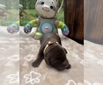 Small #4 Labrador Retriever