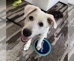 Small #2 Great Pyrenees Mix