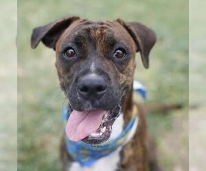 American Staffordshire Terrier-Unknown Mix Dogs for adoption in San Antonio, TX, USA