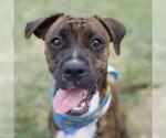 Small American Staffordshire Terrier Mix