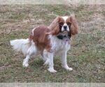 Small Photo #1 Cavalier King Charles Spaniel Puppy For Sale in REINHOLDS, PA, USA