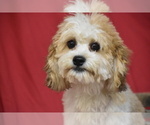 Small Cavachon