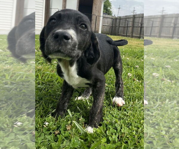 Medium Photo #4 Labsky Puppy For Sale in Aurora, IN, USA