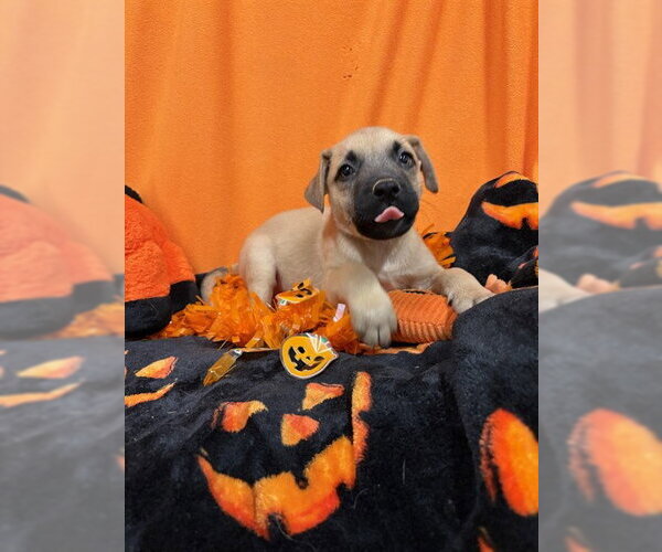 Medium Photo #1 German Shepherd Dog Puppy For Sale in Modesto, CA, USA