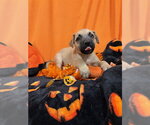 REGGIE - Male German Shepherd Dog Dog for Adoption - Small photo