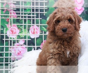 Poodle (Miniature) Puppy for sale in MARIETTA, GA, USA