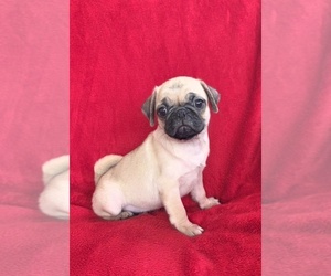 Pug Puppy for sale in SILVER SPRINGS, FL, USA