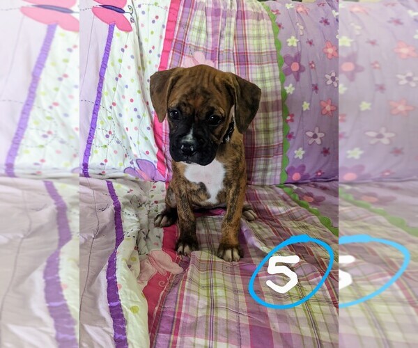 Medium Photo #2 Boxer Puppy For Sale in ZEELAND, MI, USA