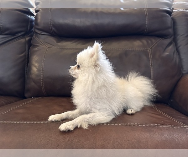 Medium Photo #5 Pomeranian Puppy For Sale in ANTELOPE, CA, USA
