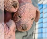 Small #6 Mutt