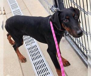 Doberman Pinscher Dogs for adoption in Sacramento, CA, USA