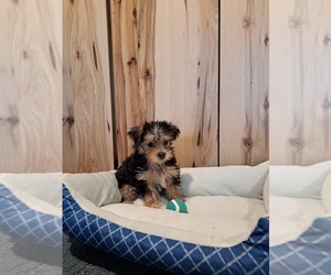 Great Dane Puppy for sale in BREMEN, IN, USA