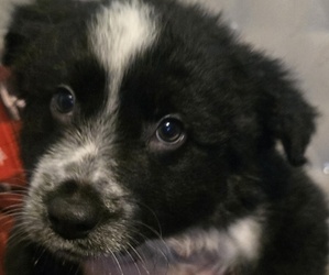 Border-Aussie Dog for Adoption in ROY, Utah USA