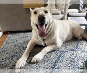 Lucas & Chelsy - Female German Shepherd Dog Dog for Adoption - Photo #3