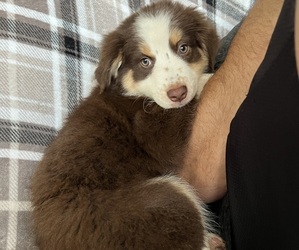 Australian Shepherd Litter for sale in HOLIDAY, FL, USA