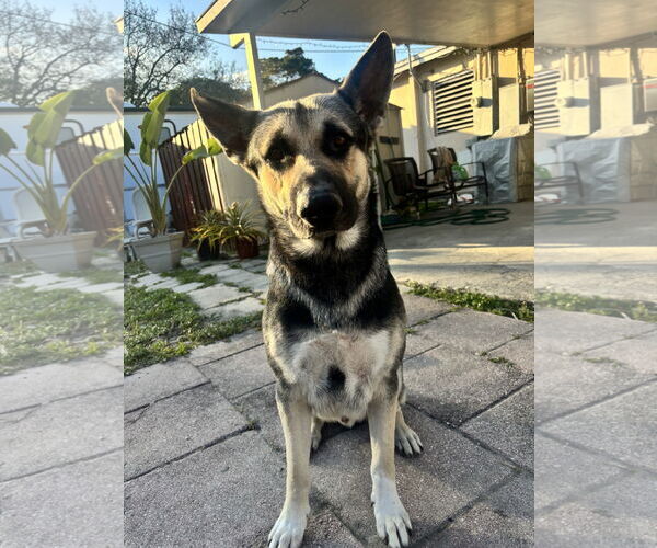 Medium Photo #1 German Shepherd Dog Puppy For Sale in Plantation, FL, USA