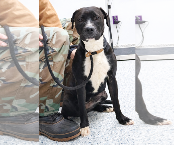 Medium Photo #3 Labrador Retriever-Unknown Mix Puppy For Sale in Rootstown, OH, USA