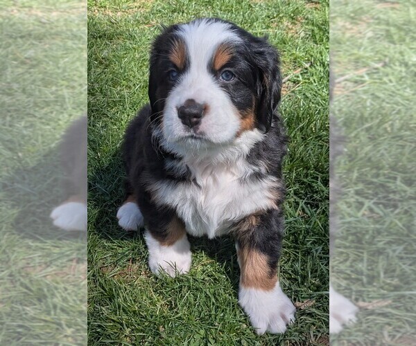 Medium Photo #4 Bordernese Puppy For Sale in LATROBE, PA, USA