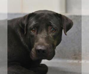 American Staffordshire Terrier-Unknown Mix Dogs for adoption in San Antonio, TX, USA