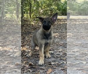 German Shepherd Dog Puppy for Sale in NEW PORT RICHEY, Florida USA