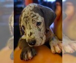 Puppy Caliope Great Dane