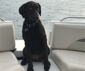 Mother of the Shepradors puppies born on 08/26/2025