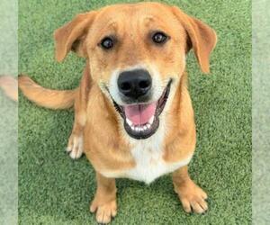 Labrador Retriever-Unknown Mix Dogs for adoption in Houston, TX, USA