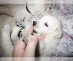 Small #1 English Cream Golden Retriever