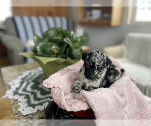 French Bulldog Puppy for sale in LA VALLE, WI, USA