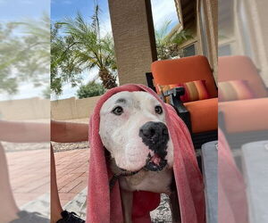 American Staffordshire Terrier-Unknown Mix Dogs for adoption in phoenix, AZ, USA