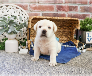 Labrador Retriever Puppy for sale in SYRACUSE, IN, USA
