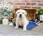 Image preview for Ad Listing. Nickname: Jesse