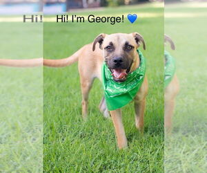 Black Mouth Cur-Unknown Mix Dogs for adoption in Rockaway, NJ, USA