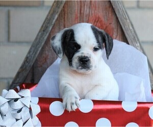 English Bulldog-Puggle Mix Puppy for sale in FREDERICKSBG, OH, USA