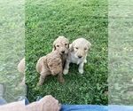 Small Photo #3 Goldendoodle-Poodle (Standard) Mix Puppy For Sale in WEST ALEXANDRIA, OH, USA