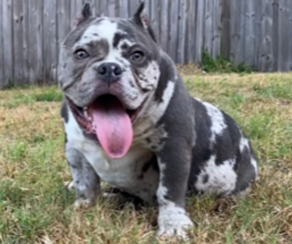 Medium Photo #1 American Bully Puppy For Sale in PORT SAINT LUCIE, FL, USA