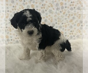 Poodle (Miniature) Puppy for sale in FREDERICKSBURG, OH, USA