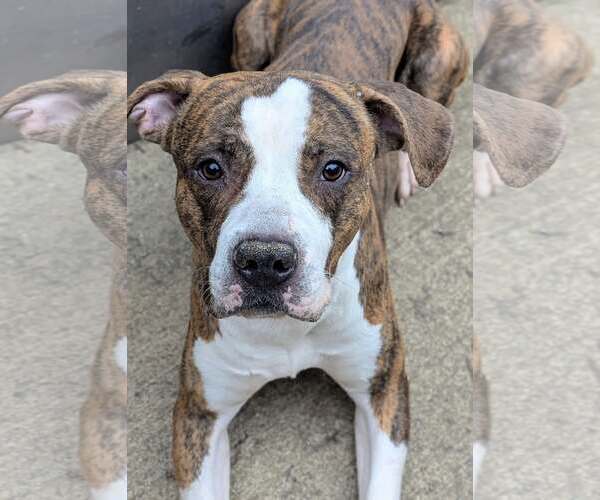 Medium Photo #1 Mutt Puppy For Sale in Crete, IL, USA