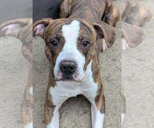 Mutt Dogs for adoption in Crete, IL, USA