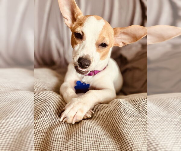 Medium Photo #15 Chihuahua Puppy For Sale in Oak Bluffs, MA, USA